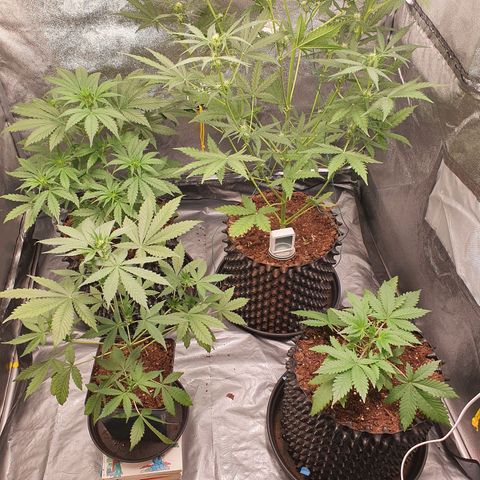 Auto Purple Kush growlog timeline photo