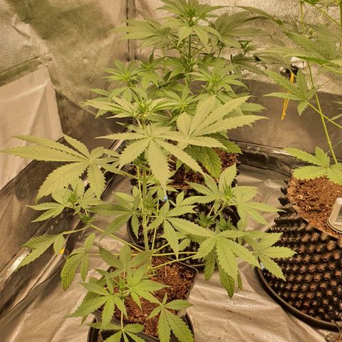 Auto Purple Kush growlog timeline photo