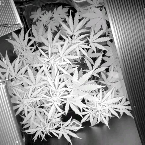 Auto Purple Kush growlog photo: 5:30am Early morning cam 