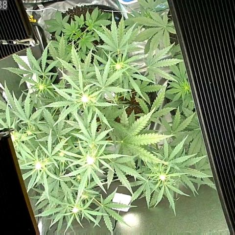 Auto Purple Kush growlog photo: 3pm am photo 