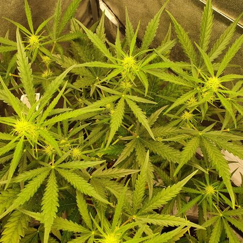Auto Purple Kush growlog timeline photo