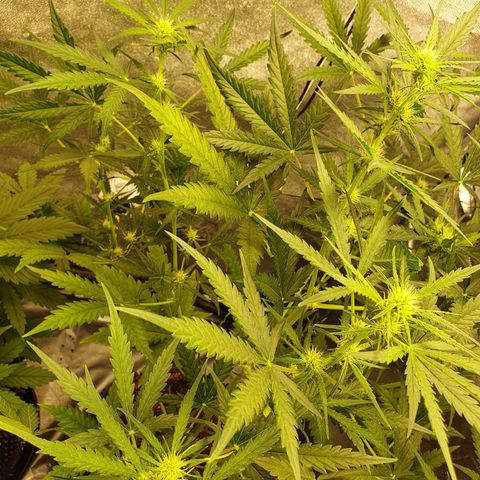 Auto Purple Kush growlog timeline photo