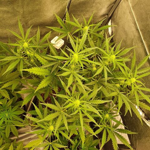 Auto Purple Kush growlog timeline photo