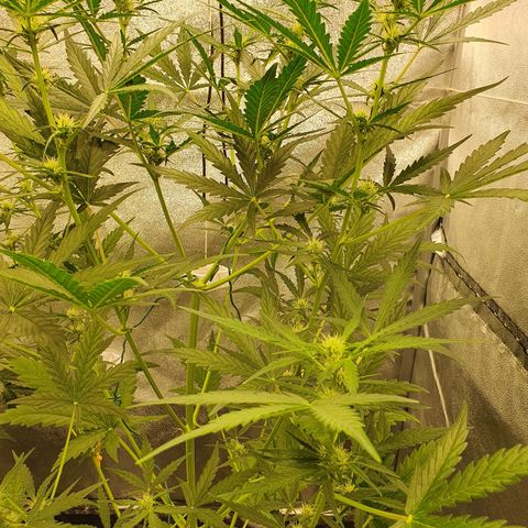 Auto Purple Kush growlog timeline photo