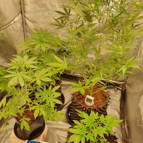Auto Purple Kush growlog timeline photo