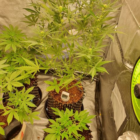 Auto Purple Kush growlog timeline photo