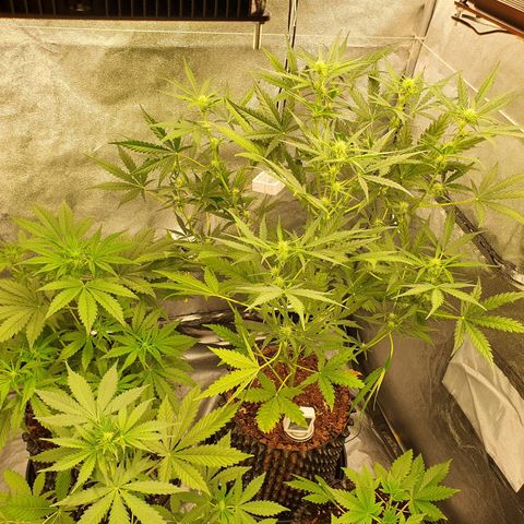 Auto Purple Kush growlog timeline photo