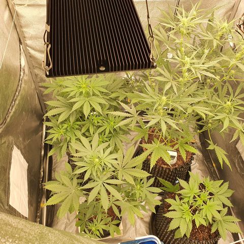 Auto Purple Kush growlog timeline photo