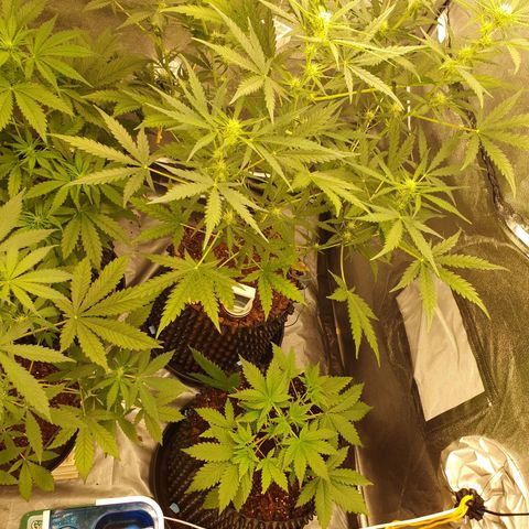Auto Purple Kush growlog timeline photo