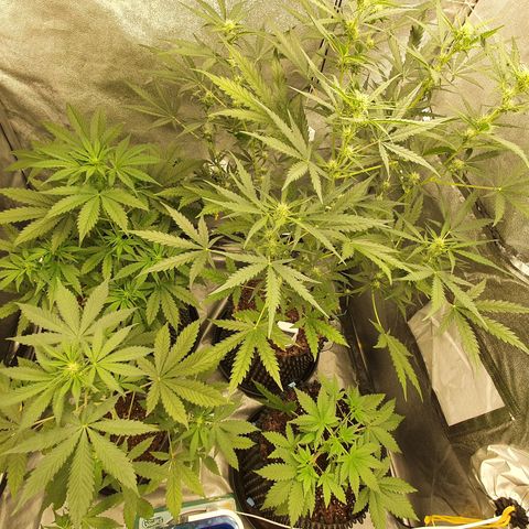 Auto Purple Kush growlog timeline photo