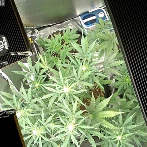 Auto Purple Kush growlog timeline photo
