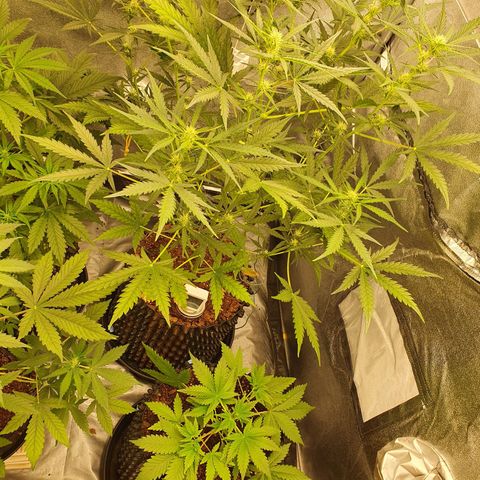 Auto Purple Kush growlog timeline photo