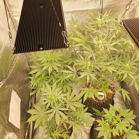 Auto Purple Kush growlog timeline photo