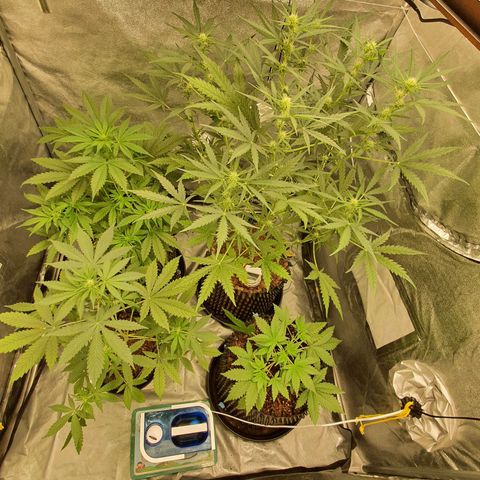 Auto Purple Kush growlog timeline photo