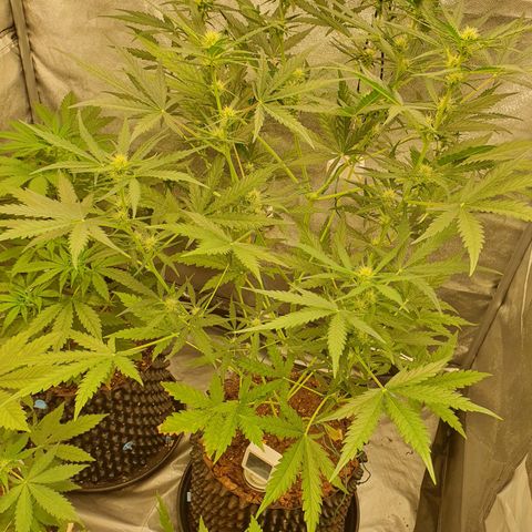 Auto Purple Kush growlog timeline photo
