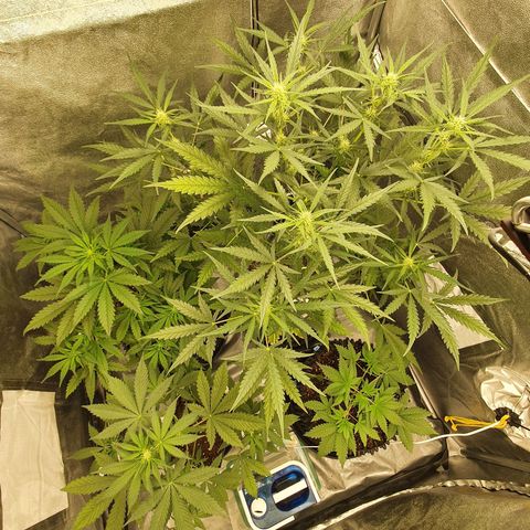 Auto Purple Kush growlog timeline photo