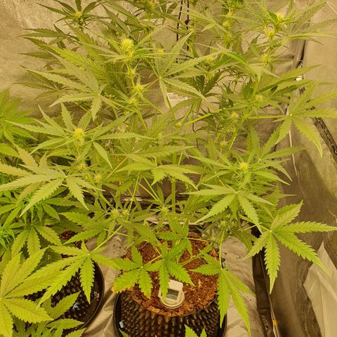 Auto Purple Kush growlog timeline photo