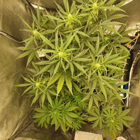 Auto Purple Kush growlog timeline photo