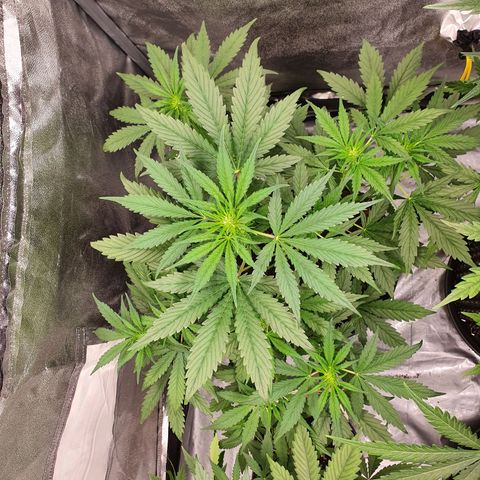 Auto Purple Kush growlog timeline photo