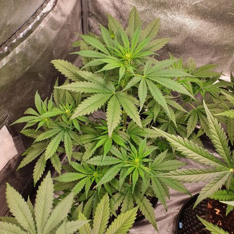Auto Purple Kush growlog timeline photo