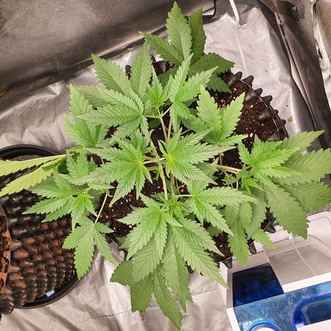 Auto Purple Kush growlog timeline photo