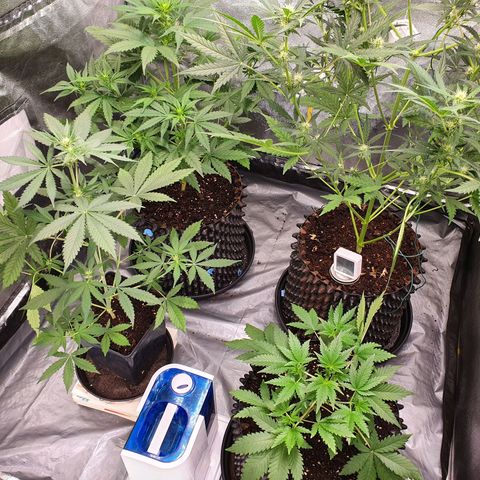Auto Purple Kush growlog timeline photo