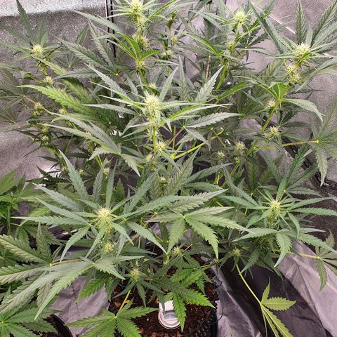 Auto Purple Kush growlog timeline photo