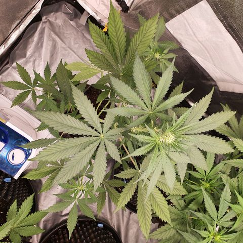 Auto Purple Kush growlog timeline photo