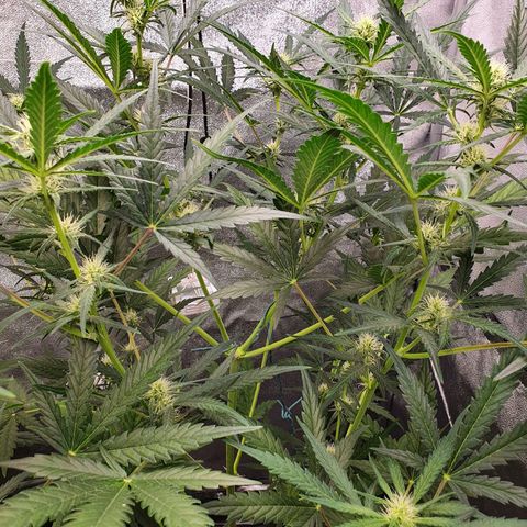 Auto Purple Kush growlog timeline photo
