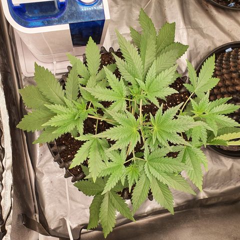 Auto Purple Kush growlog timeline photo