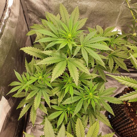 Auto Purple Kush growlog timeline photo