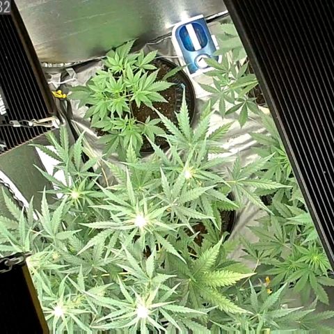 Auto Purple Kush growlog timeline photo