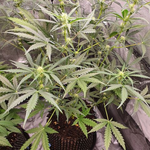 Auto Purple Kush growlog timeline photo