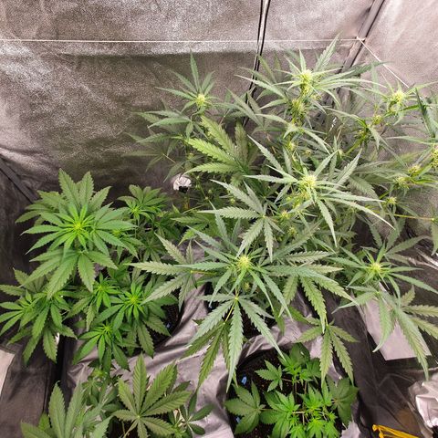 Auto Purple Kush growlog timeline photo