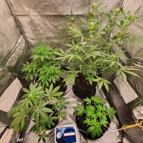 Auto Purple Kush growlog timeline photo