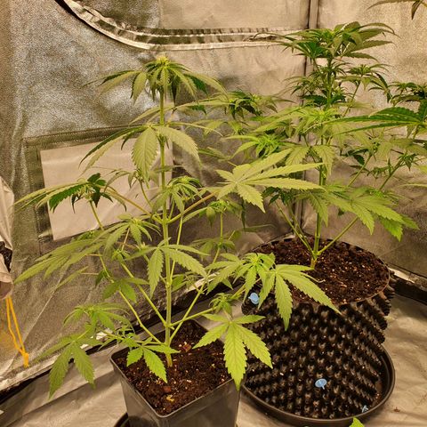 Auto Purple Kush growlog timeline photo