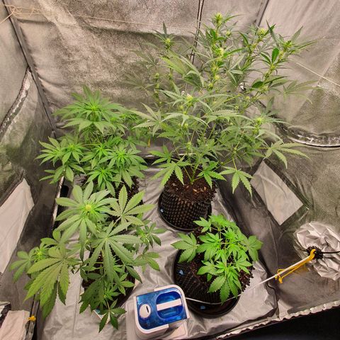 Auto Purple Kush growlog timeline photo