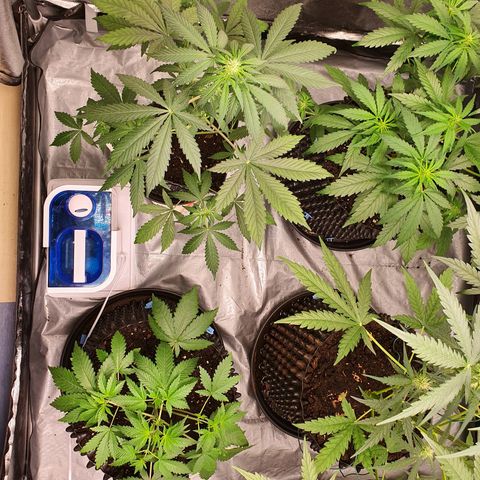 Auto Purple Kush growlog timeline photo