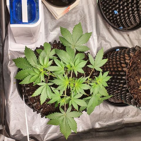 Auto Purple Kush growlog timeline photo