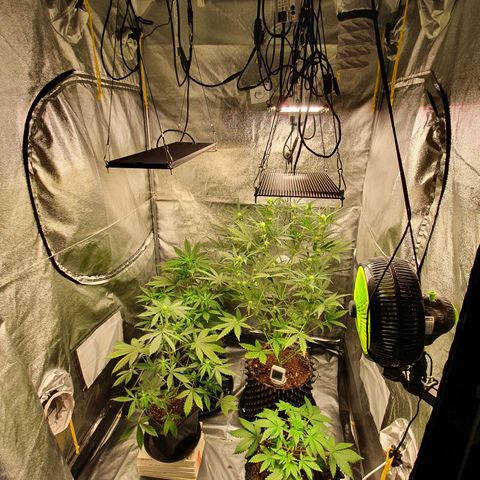 Auto Purple Kush growlog timeline photo