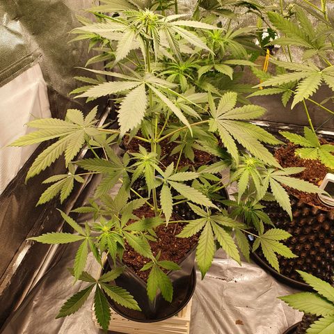 Auto Purple Kush growlog timeline photo