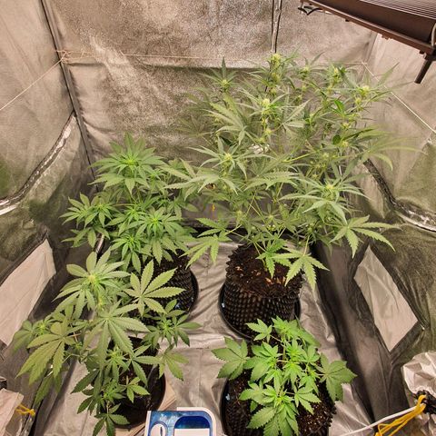 Auto Purple Kush growlog timeline photo
