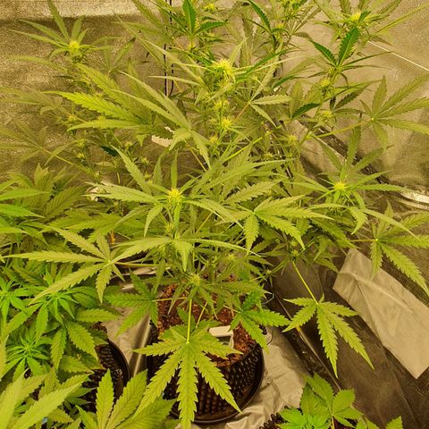 Auto Purple Kush growlog timeline photo