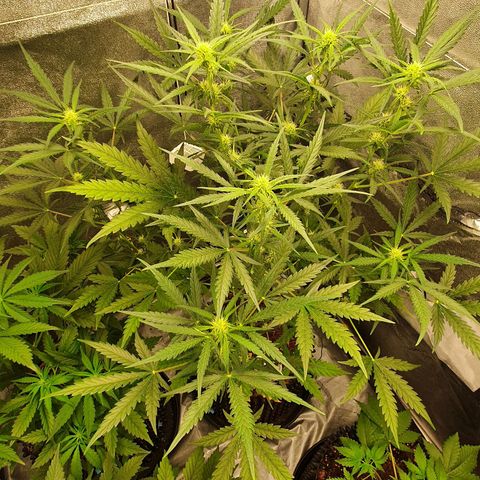Auto Purple Kush growlog timeline photo