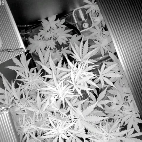 Auto Purple Kush growlog timeline photo