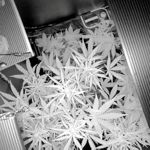Auto Purple Kush growlog timeline photo