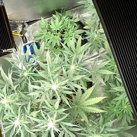 Auto Purple Kush growlog timeline photo