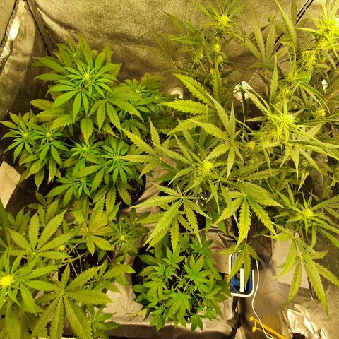 Auto Purple Kush growlog timeline photo