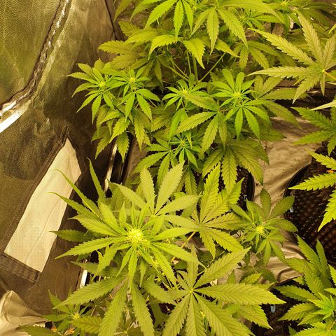 Auto Purple Kush growlog timeline photo