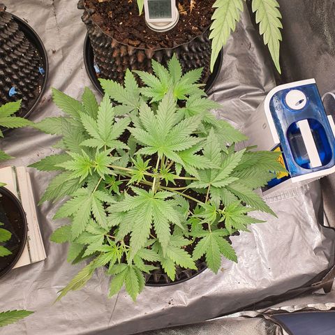 Auto Purple Kush growlog timeline photo